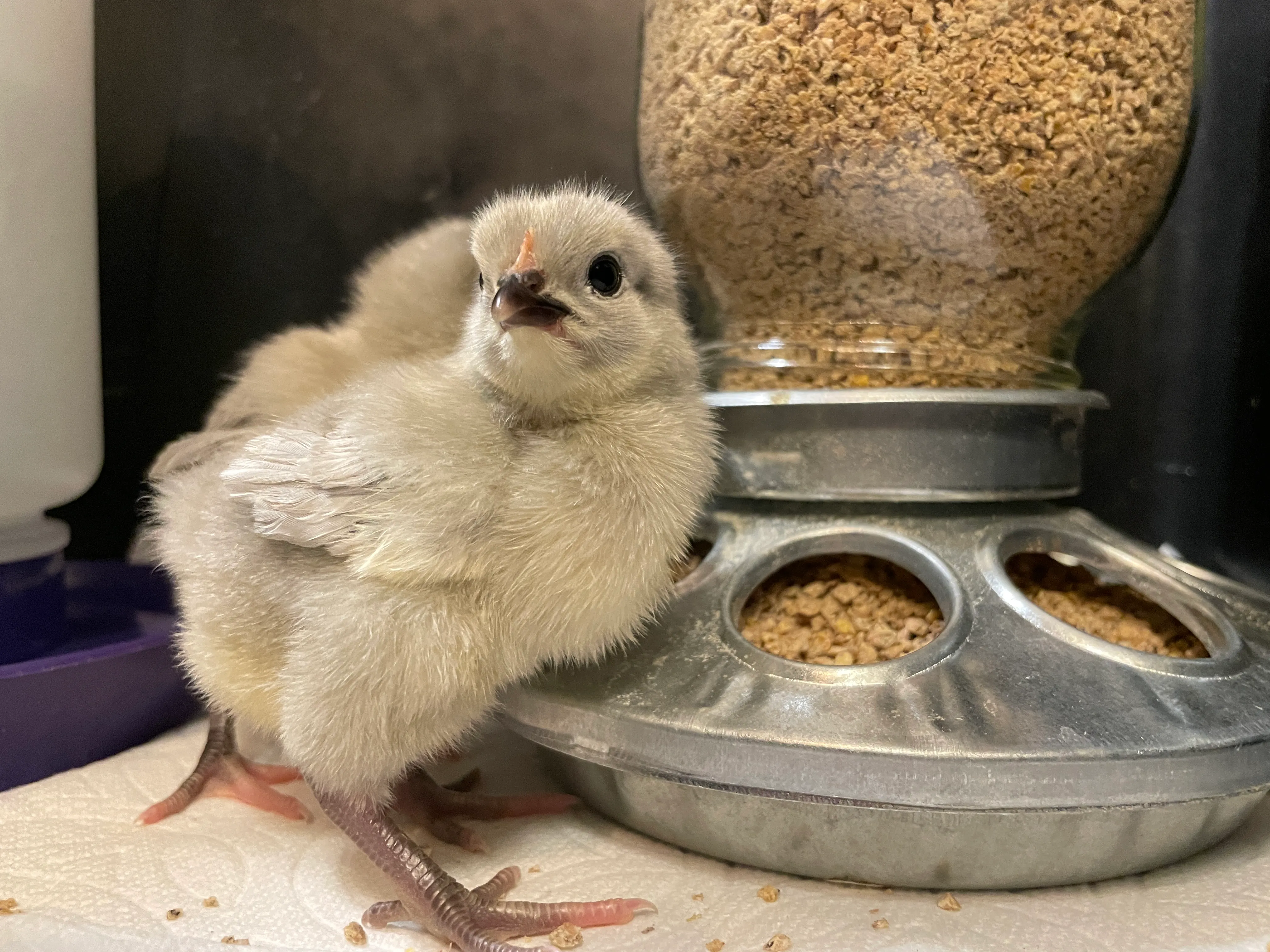 Fluffy baby chick close-up