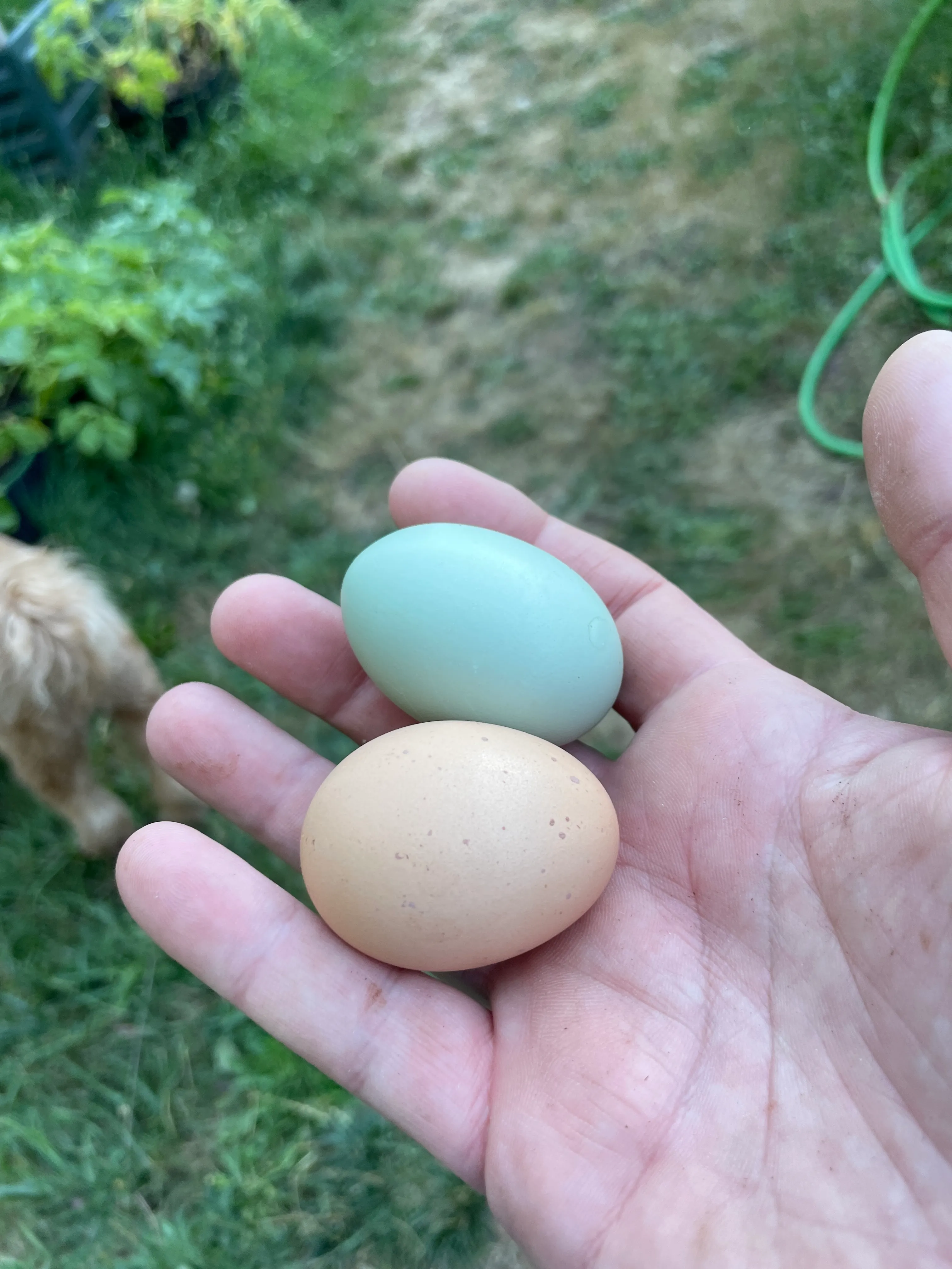 Blue and brown eggs held in hand