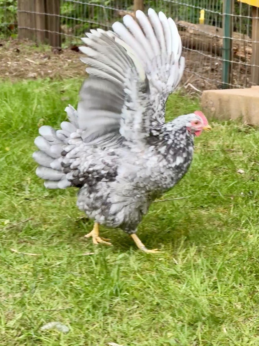 Astrid, a speckled grey bantam hen flapping her wings