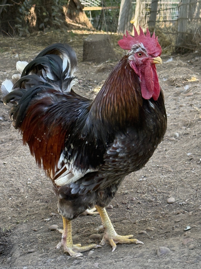 Axel, a rooster with glossy mahogany-and-black feathers