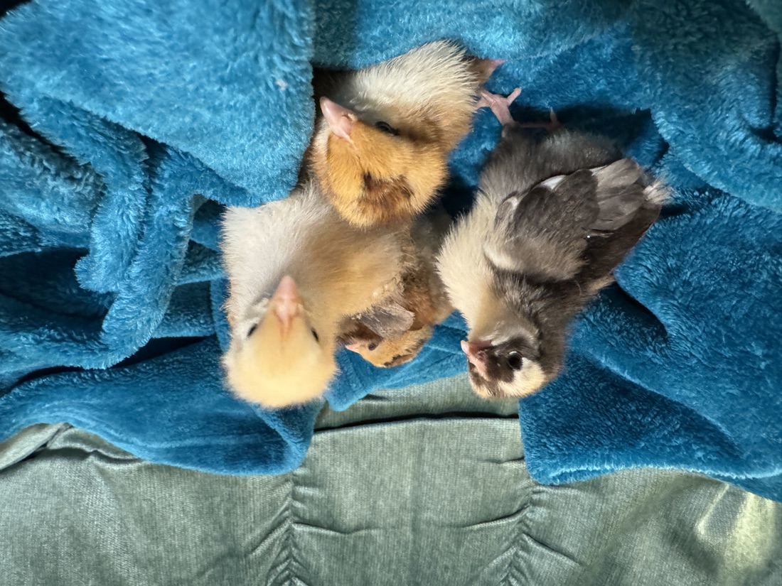 Three sleepy chicks snuggled up in a blanket