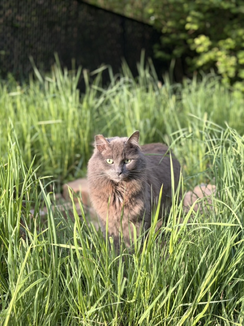 Barney, the fluffy grey farm cat, prowling the tall grass