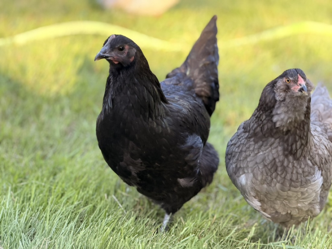 Black Betty and Lady Hawk side by side on the lawn