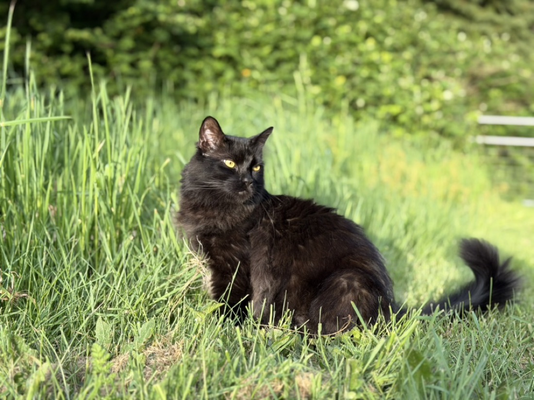 Bowie, the black farm cat, lounging in the grass