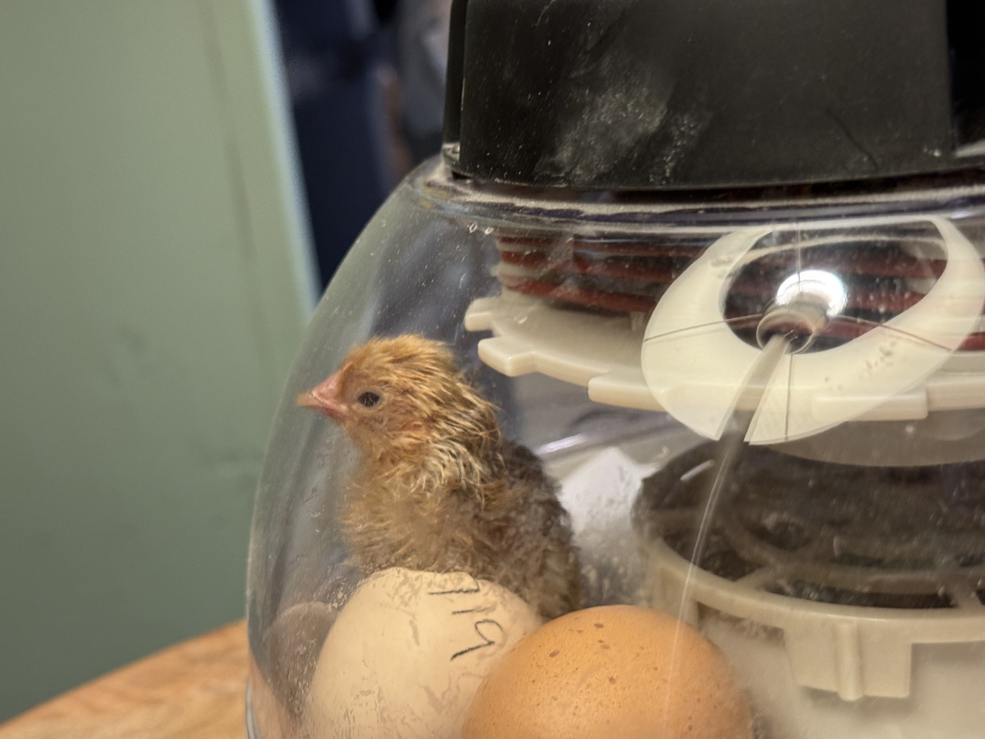 A newly hatched chick beside eggs