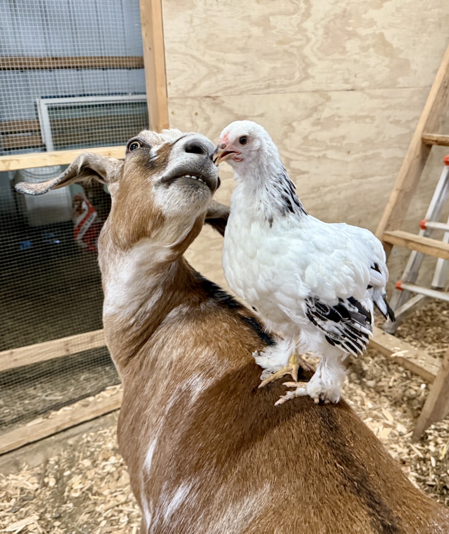 Desdemona the hen perched on the back of Huck the goat