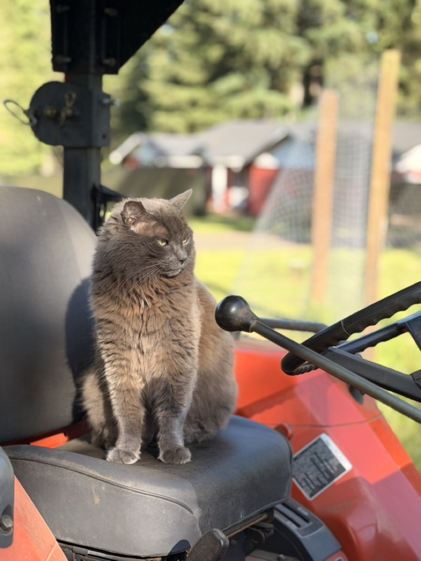 The farm cat surveying things from the tractor