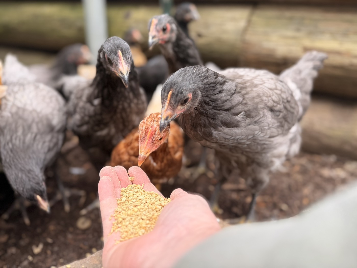 A scoop of organic feed for the flock