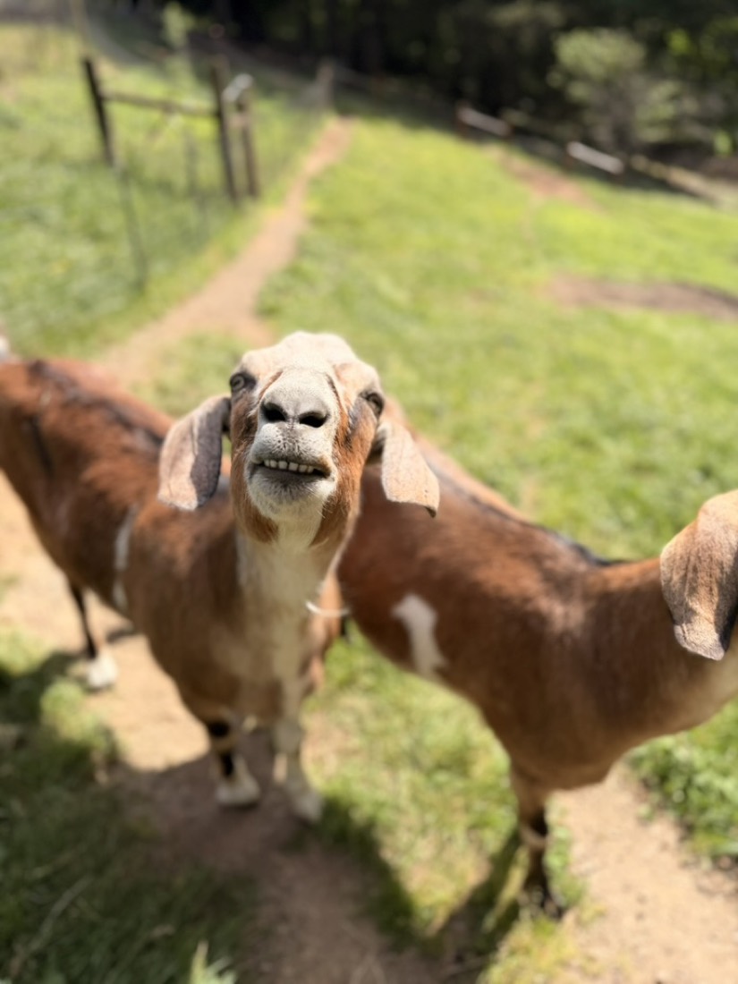 A friendly goat saying hello