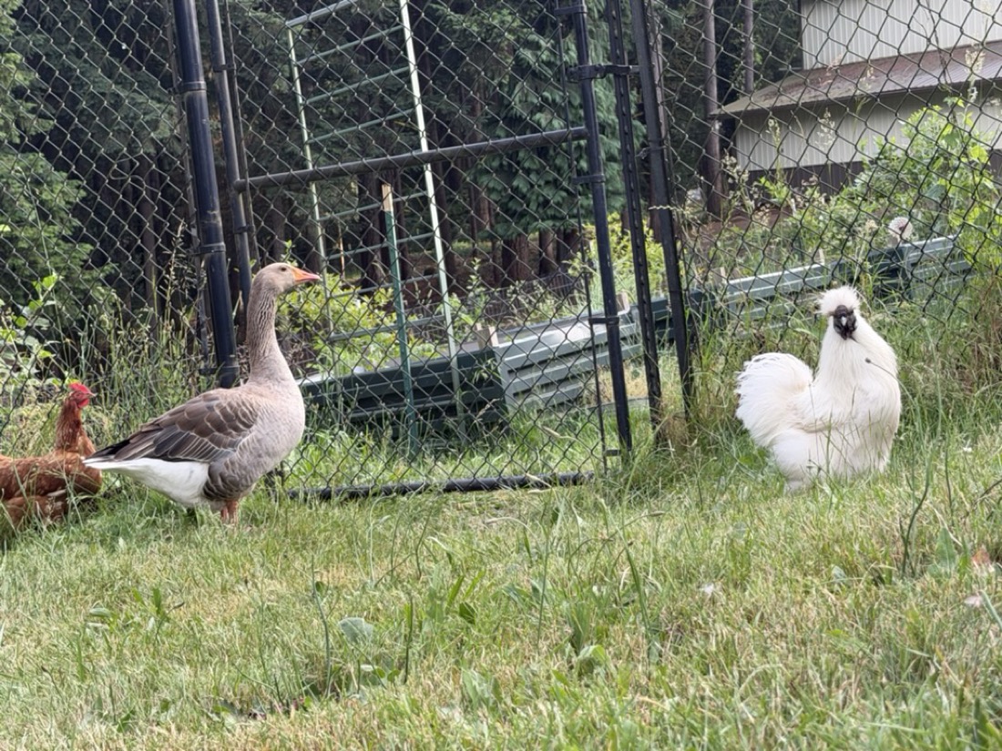 A goose and a silkie by the fence