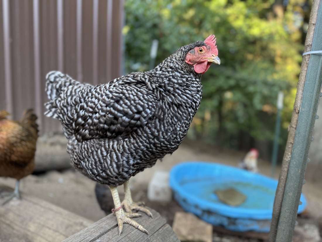 Calliope, a barred rock hen perched on a beam