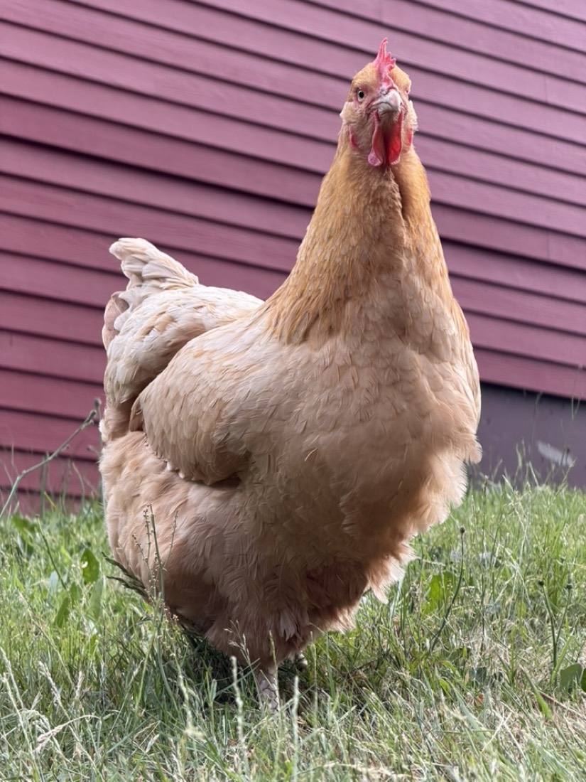 Toast, a buff hen by the barn
