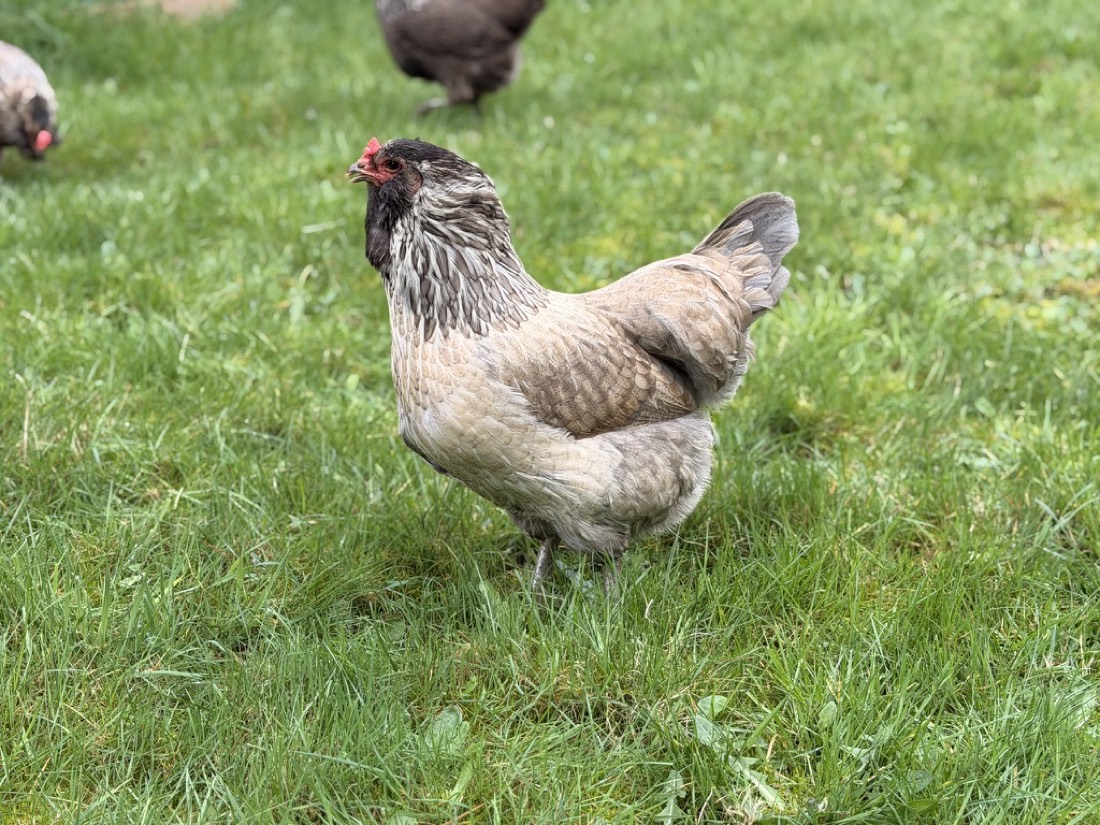 Nutmeg, a lavender hen