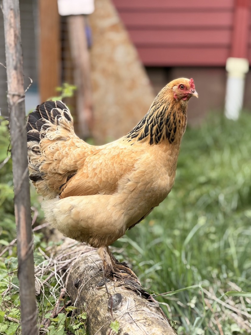 Phoenix, a buff hen on a log