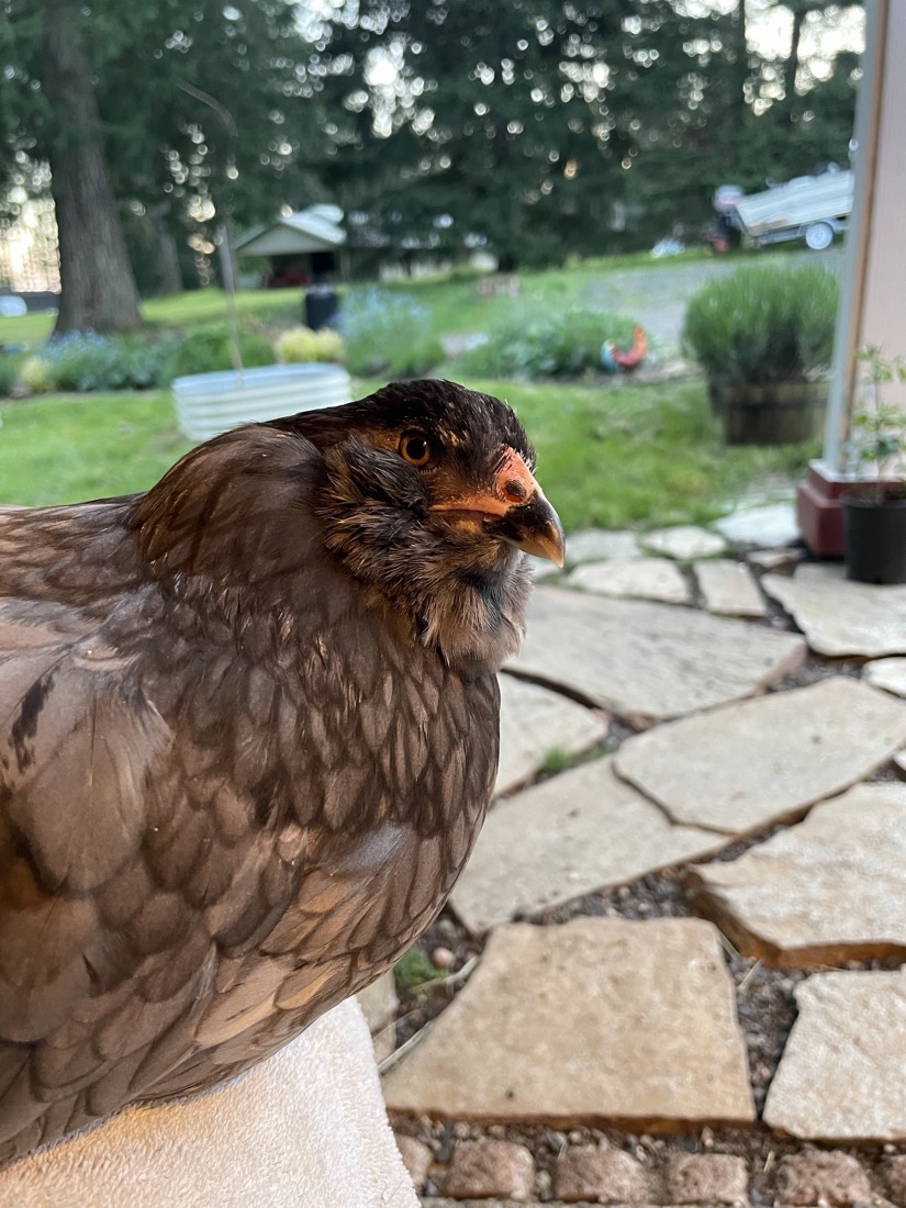 Lady Hawk on the garden patio