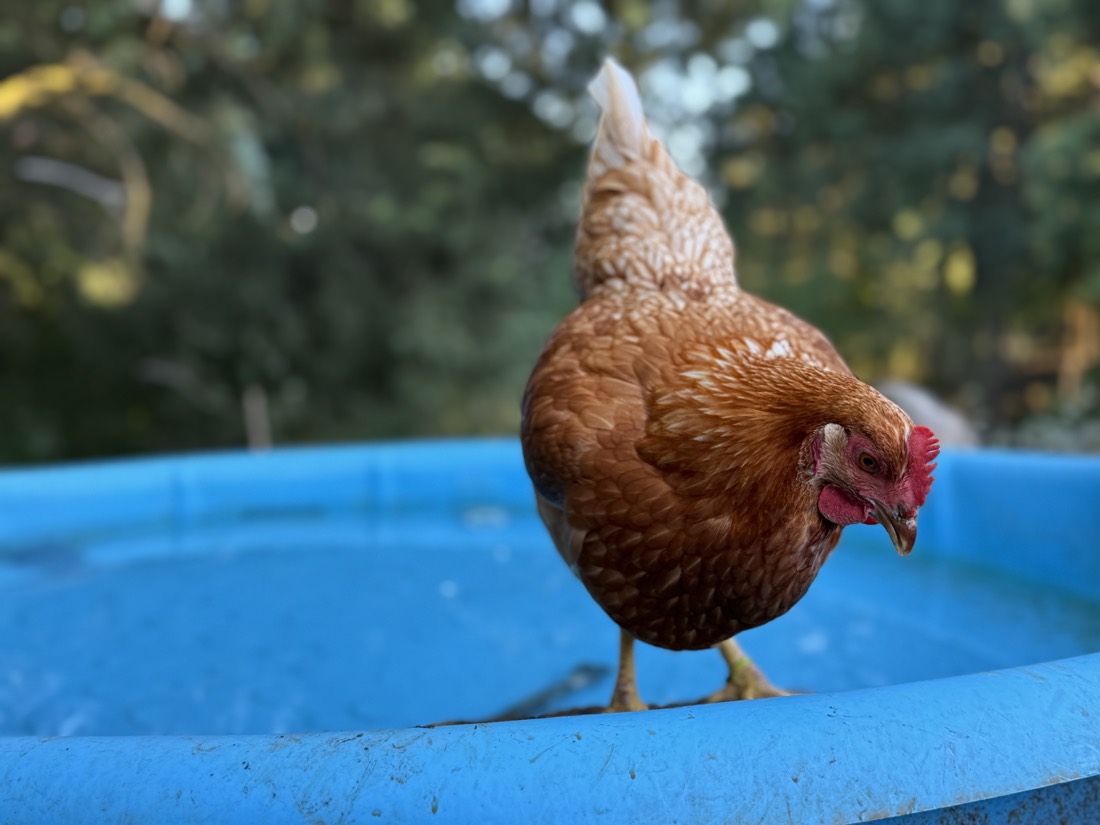 Scoochy perched on the pool edge