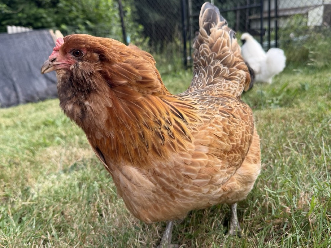 Poppy, a red-gold hen