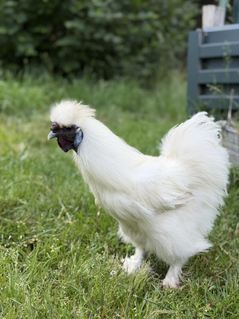 Auggie, a fluffy white silkie