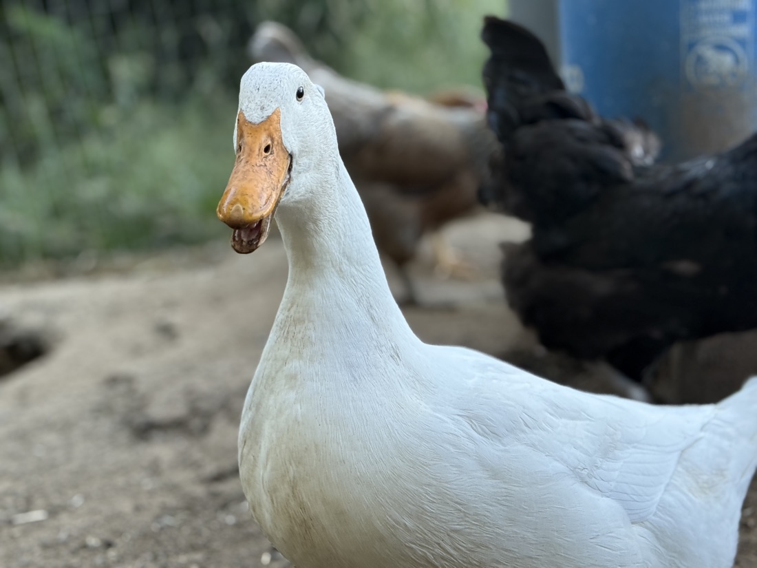 Kazoo, a white duck posing for a close-up