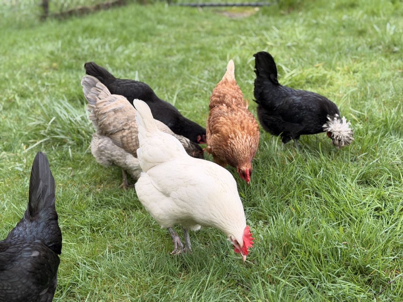 Hens grazing out on pasture