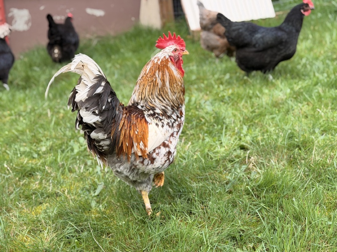 Ylvis, a golden-hackled rooster strutting through the grass