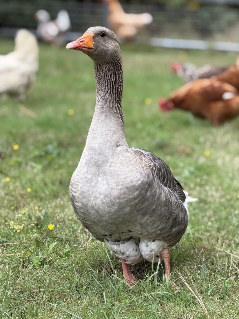 Zeus, a grey goose keeping an eye on the flock